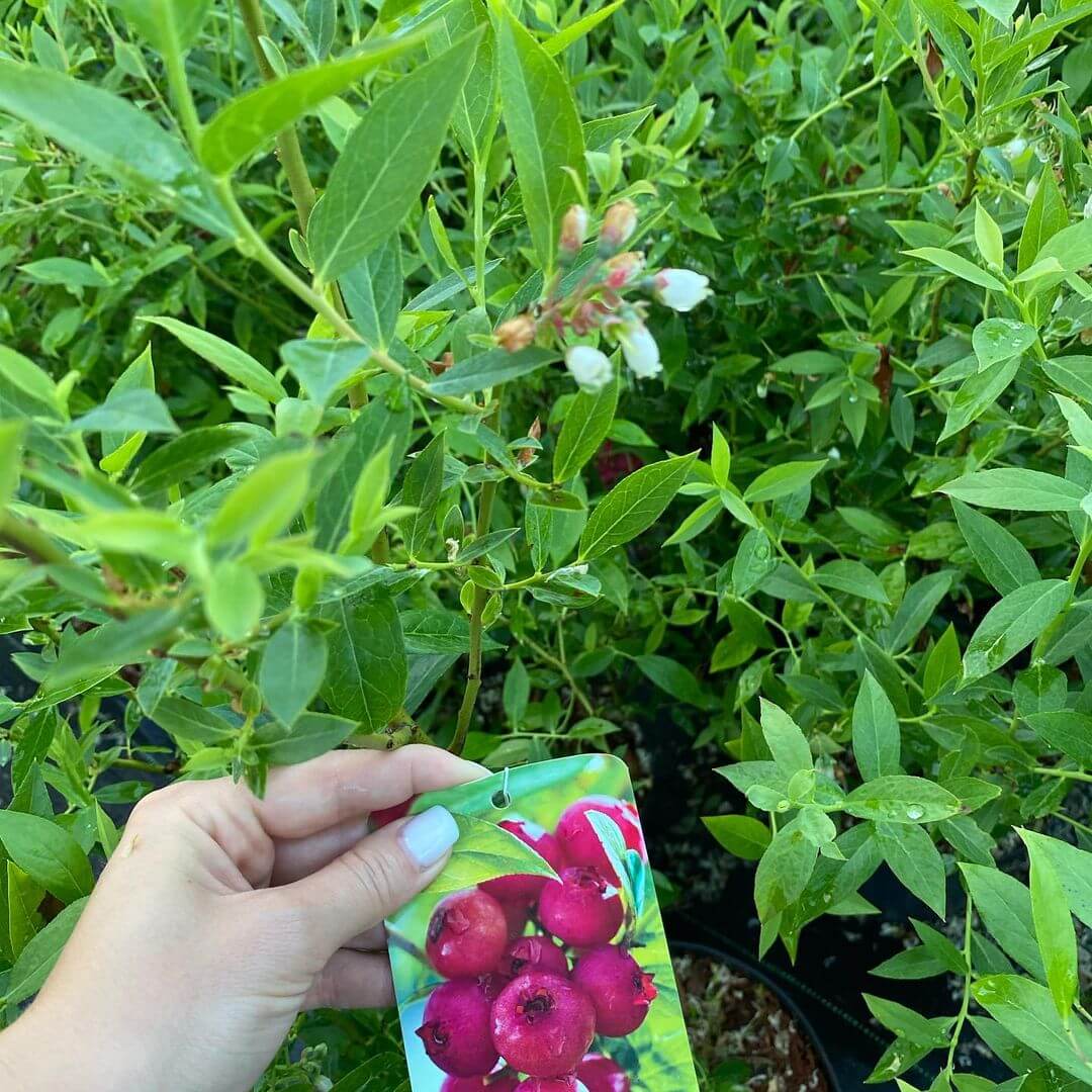 pink lemonade blueberry shrubs