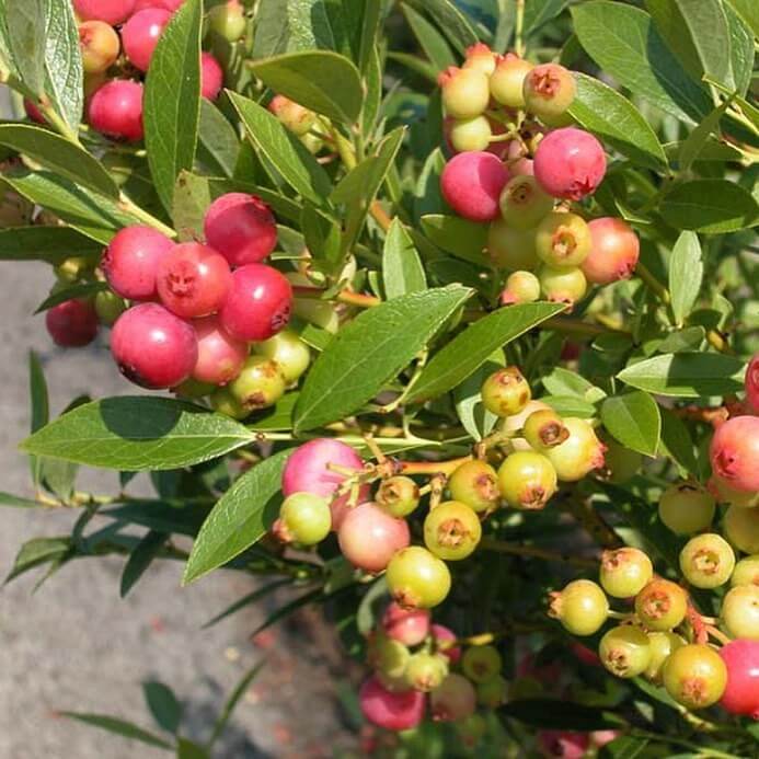 pink lemonade blueberry shrubs