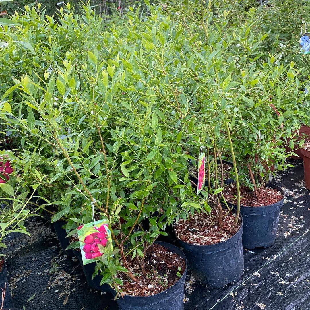 pink lemonade blueberry shrubs