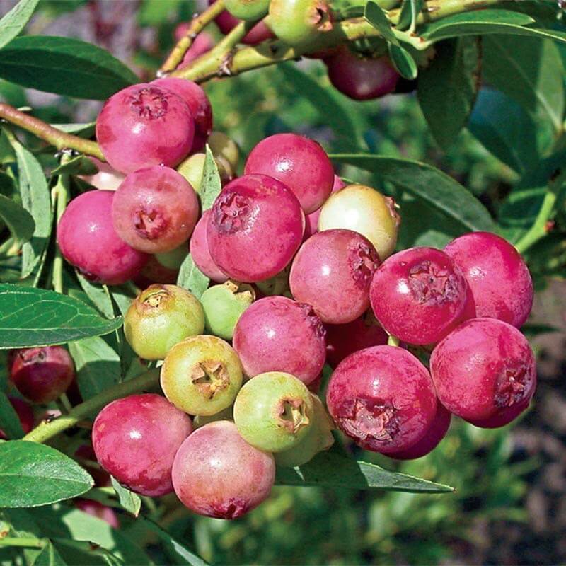 pink lemonade blueberry shrubs