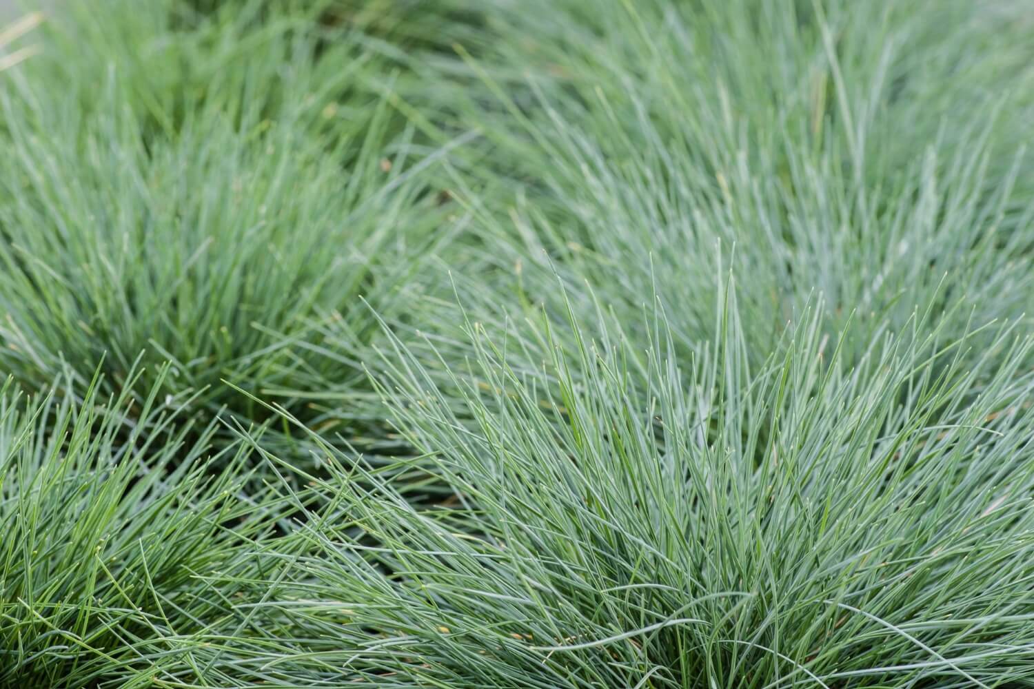 blue fescue grass