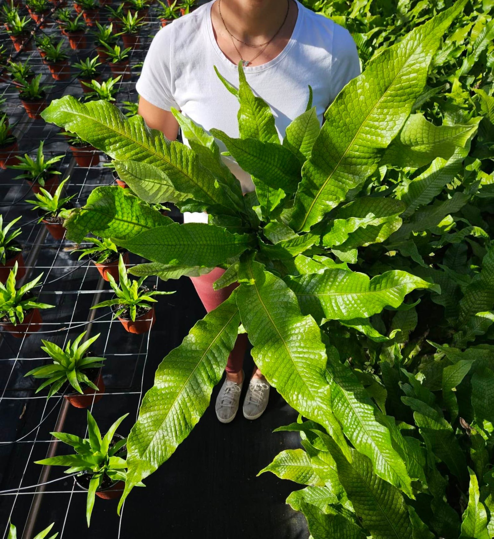 Crocodile fern plant