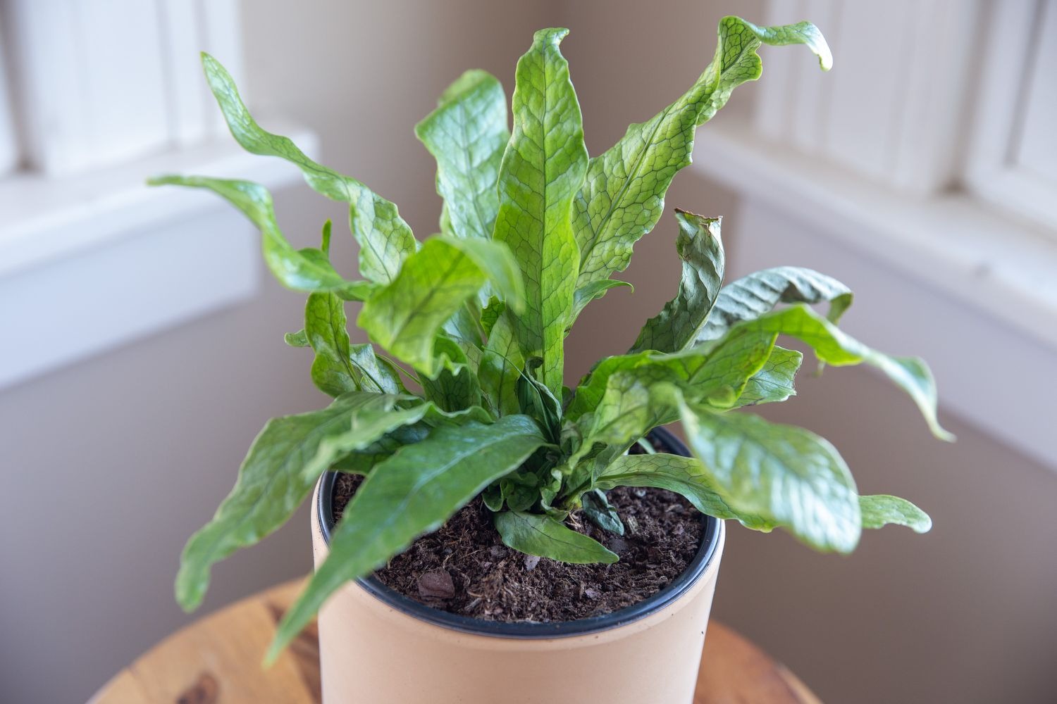 crocodile fern indoor plant
