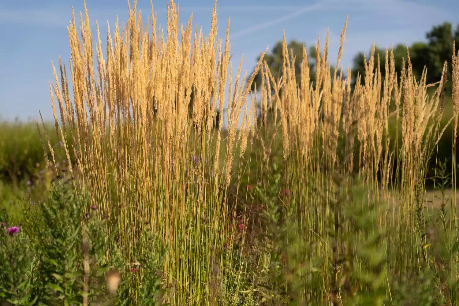 feather reed grass