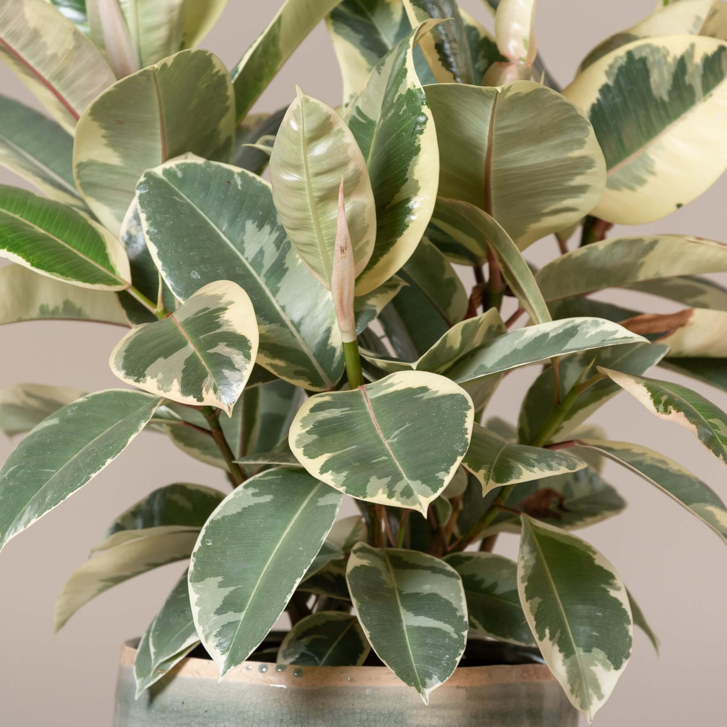 Ficus elastica Tineke