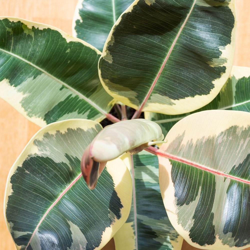 Ficus elastica Tineke