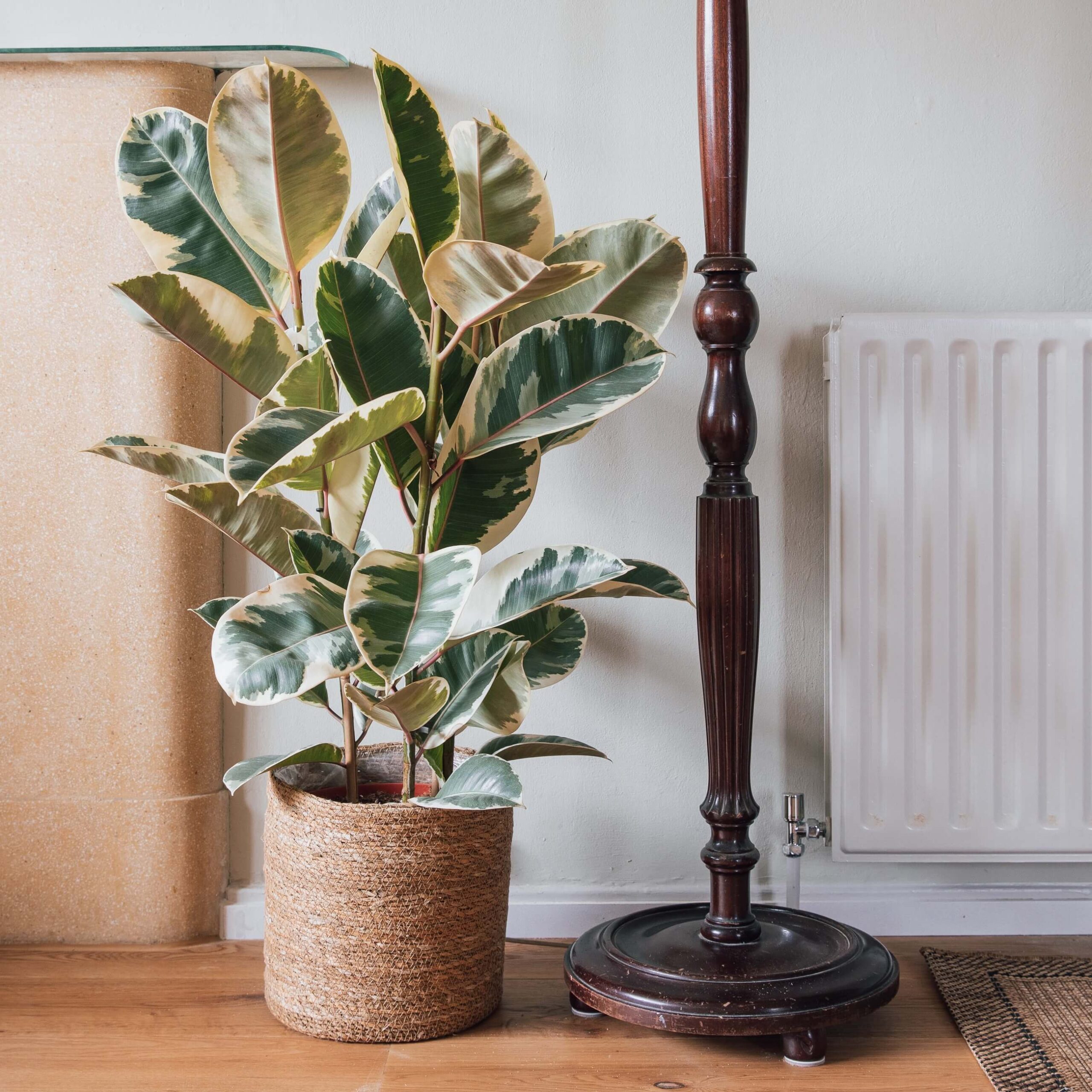 Ficus elastica Tineke