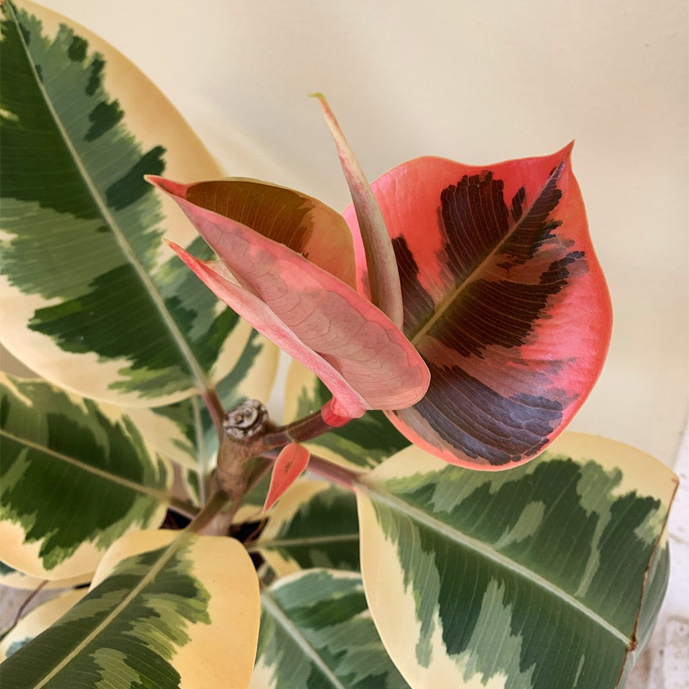 Ficus elastica Tineke