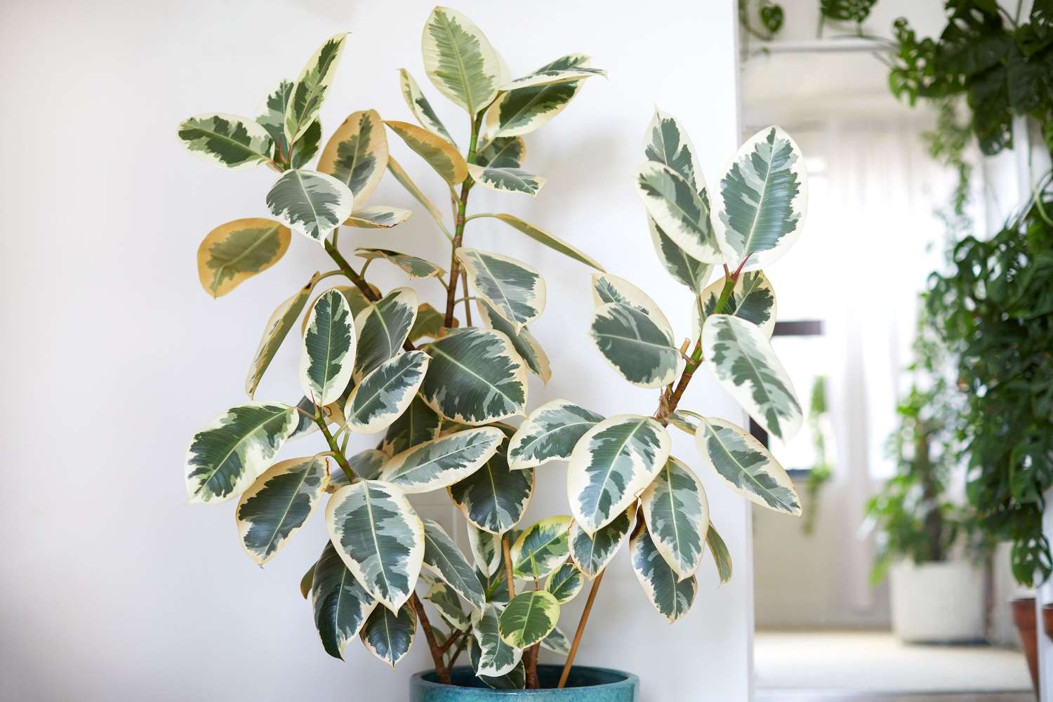 Ficus elastica Tineke