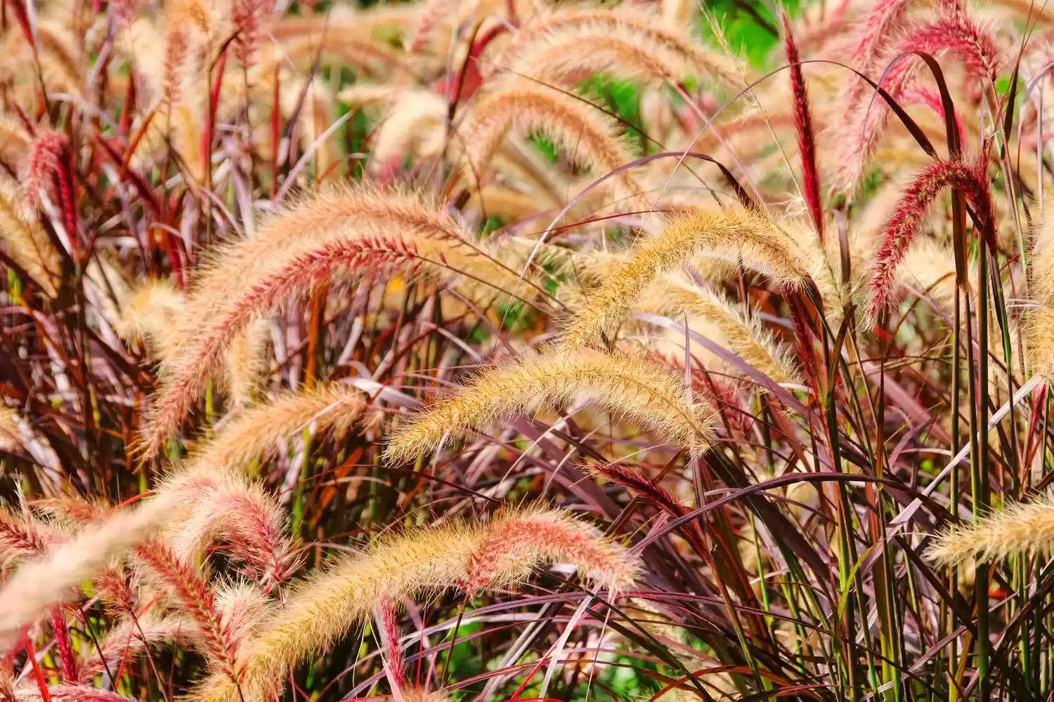 fountain grass