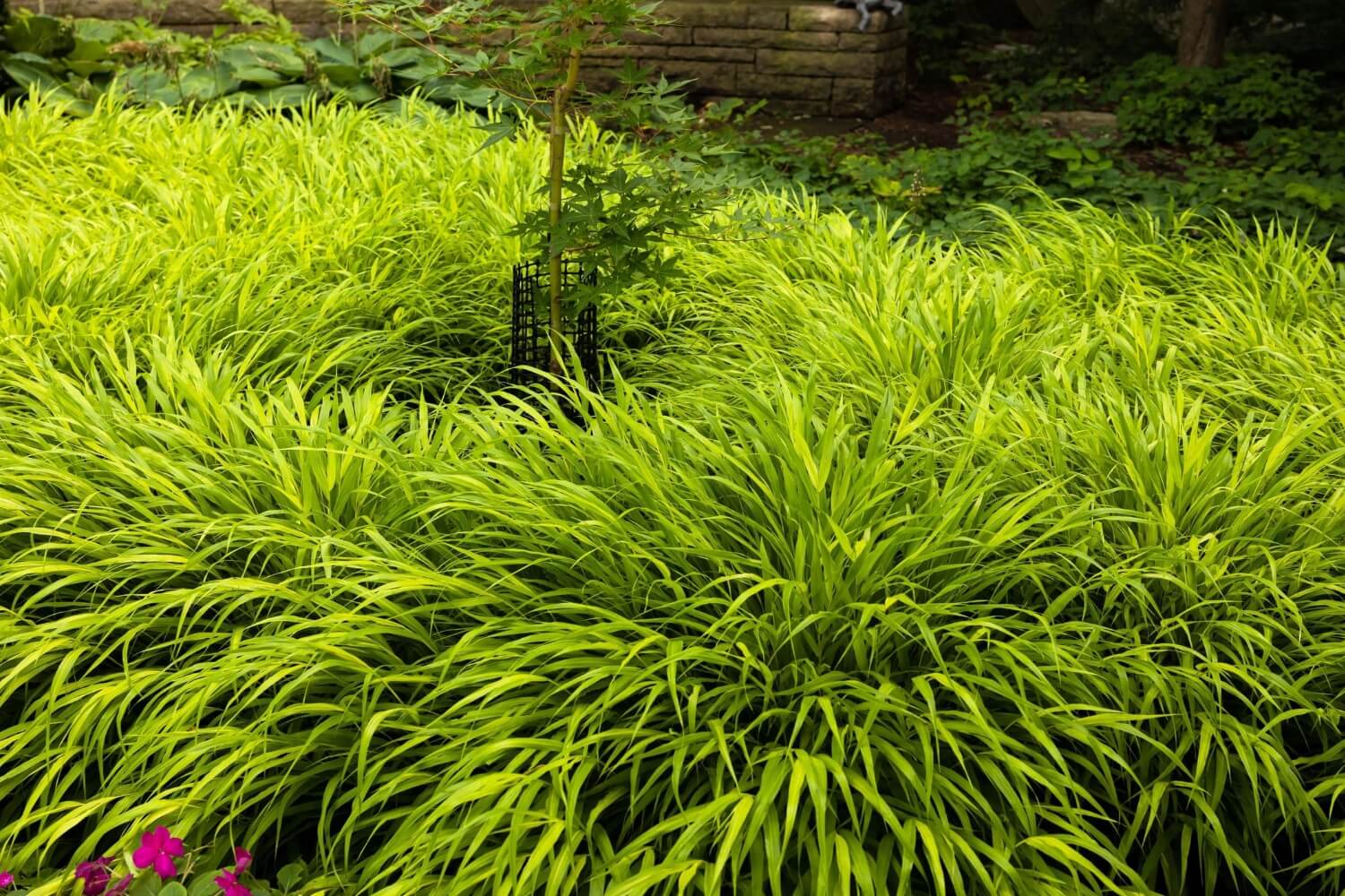 Japanese forest grass