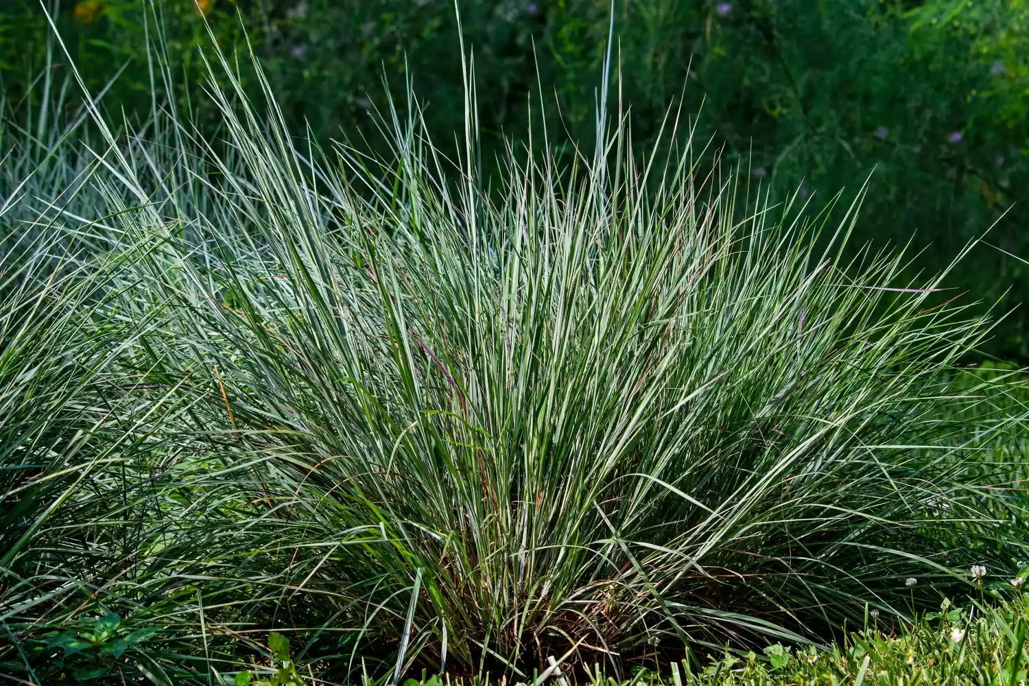 little bluestem