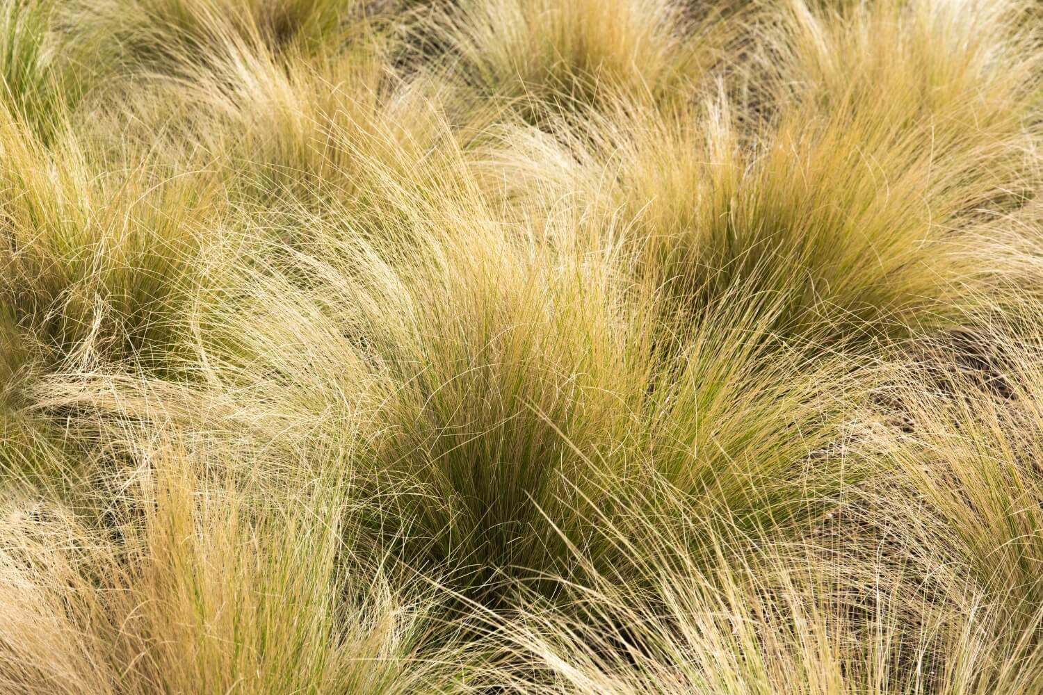 mexican feather grass