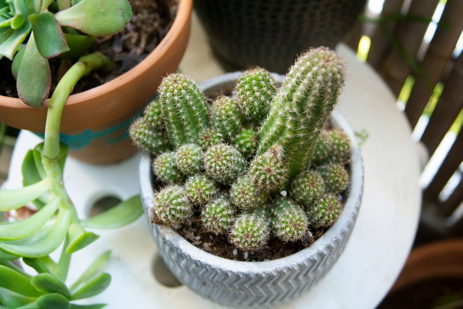 Peanut cactus