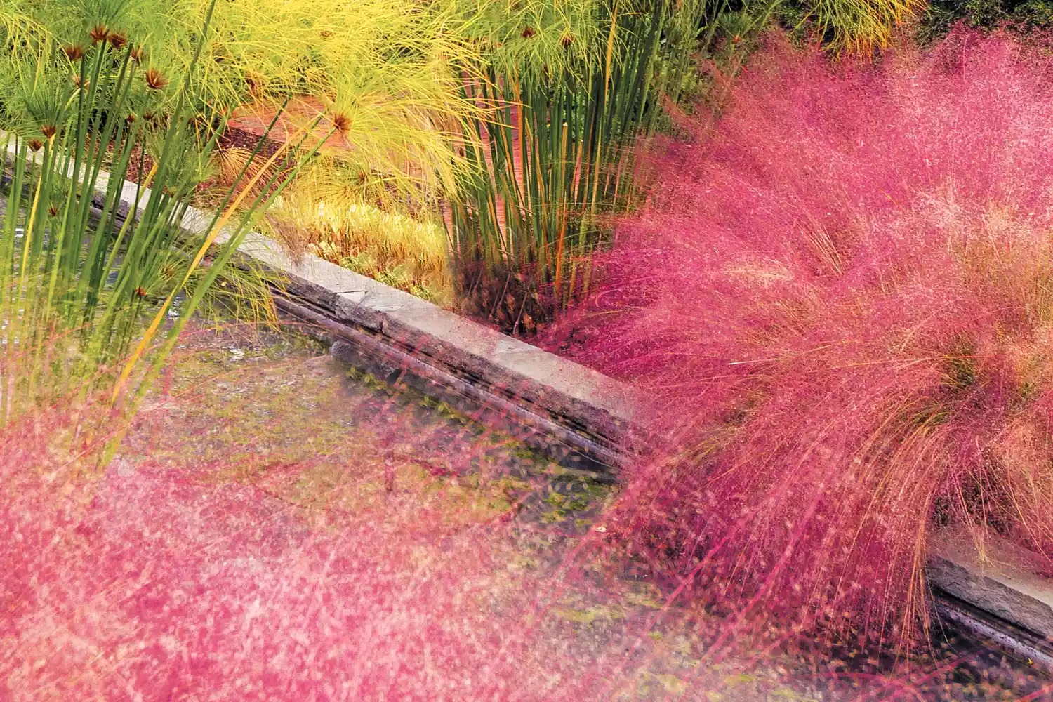pink muhly grass