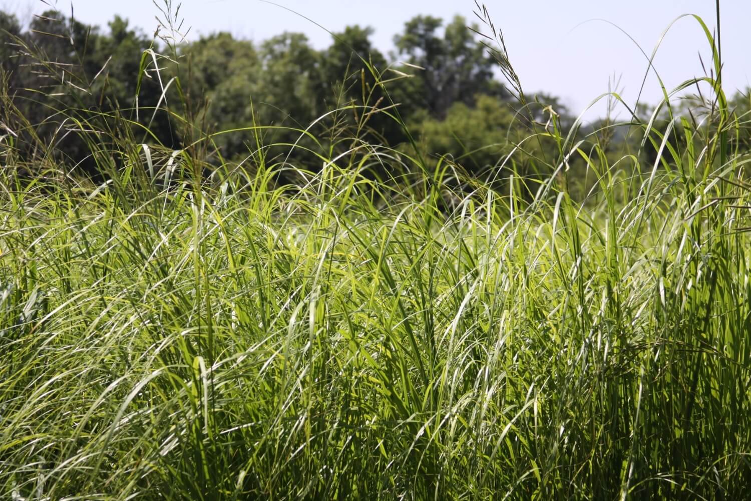 prairie cordgrass