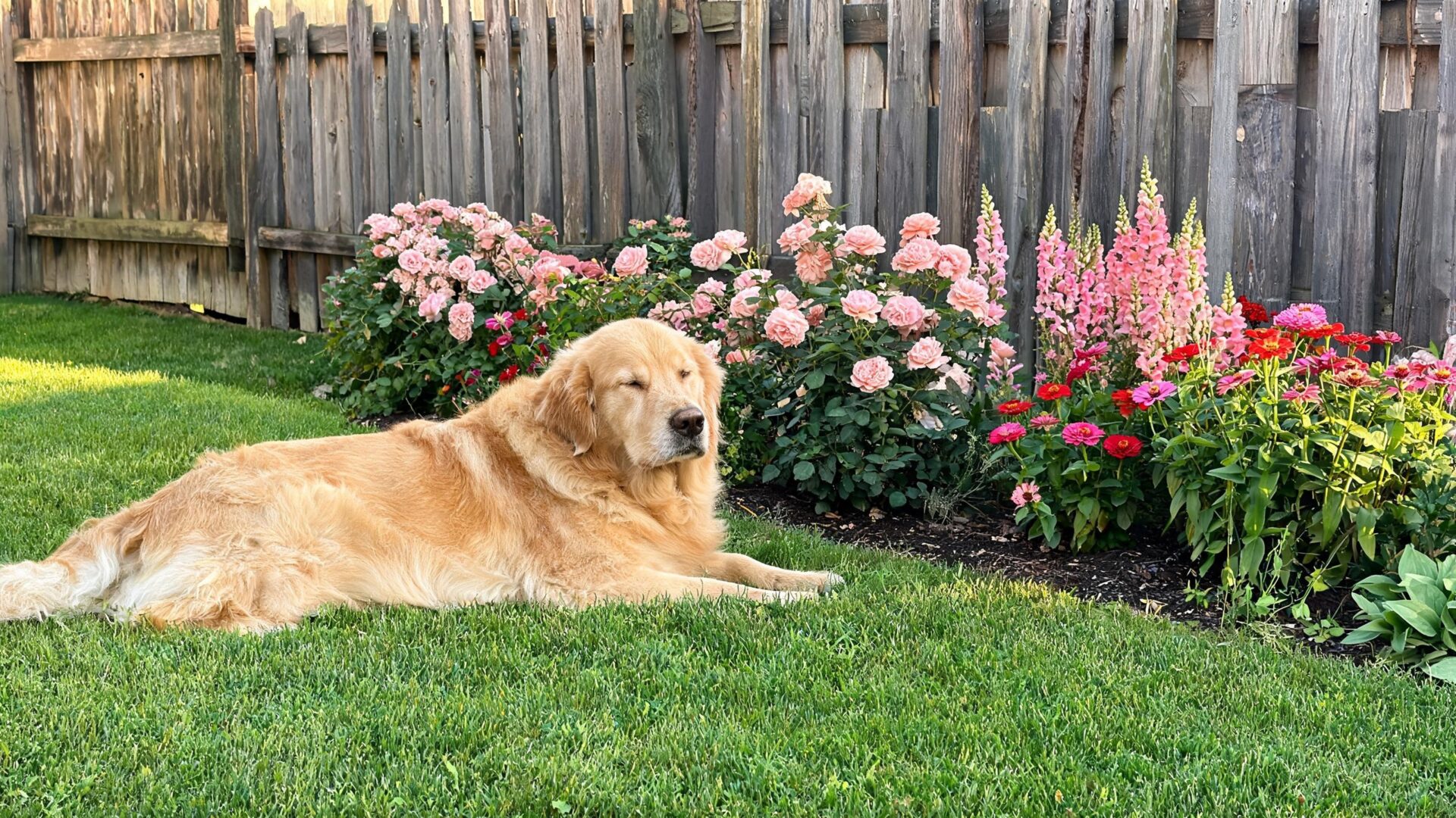 Golden retriever resting on a lawn beside a pink flower border
