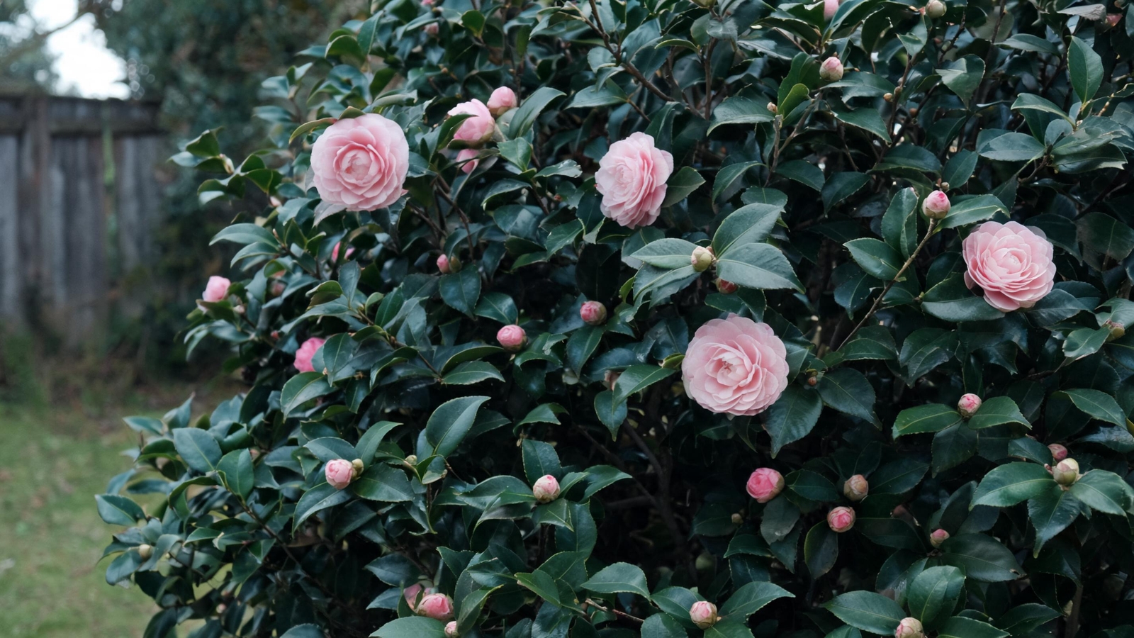 Pink camellia blooms among glossy evergreen leaves