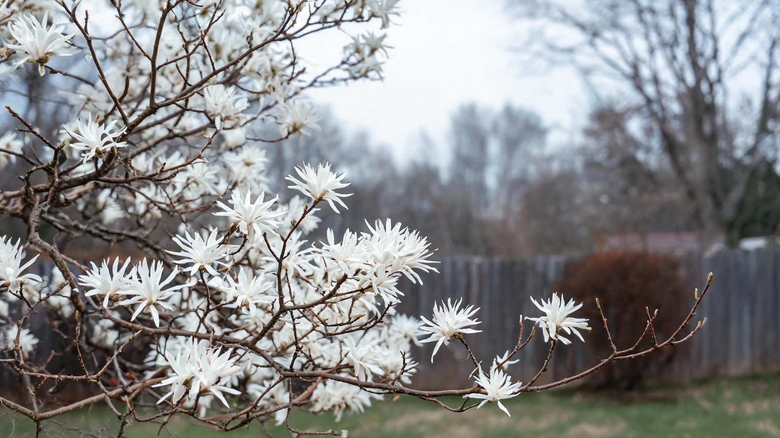 White star magnolia flowers on bare early-spring branches
