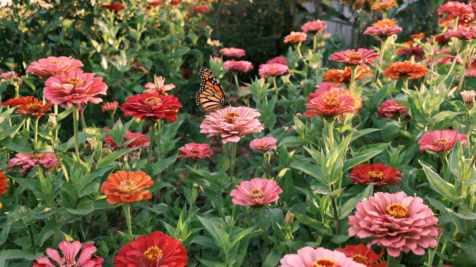 Red, pink, and orange zinnias with a monarch butterfly