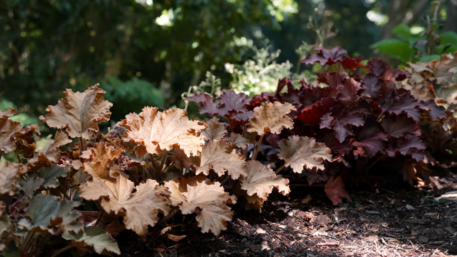 Caramel and burgundy coral bells edging a shady bed
